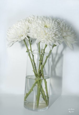 Mum Flower in a Vase